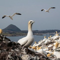 Northern Gannets (Morus bassanus) 9, Bass Rock, Scotland, UK